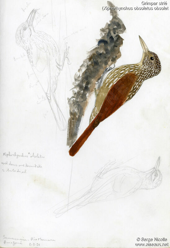 Striped Woodcreeper, identification