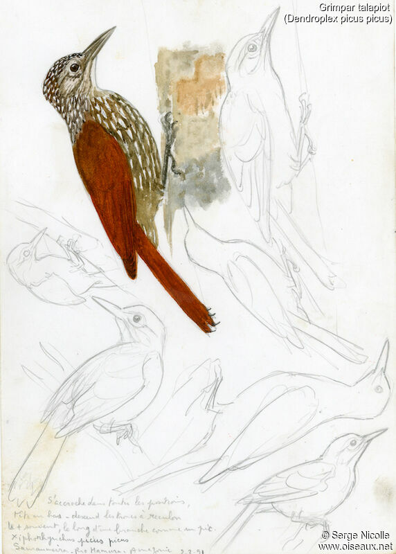 Straight-billed Woodcreeper, identification