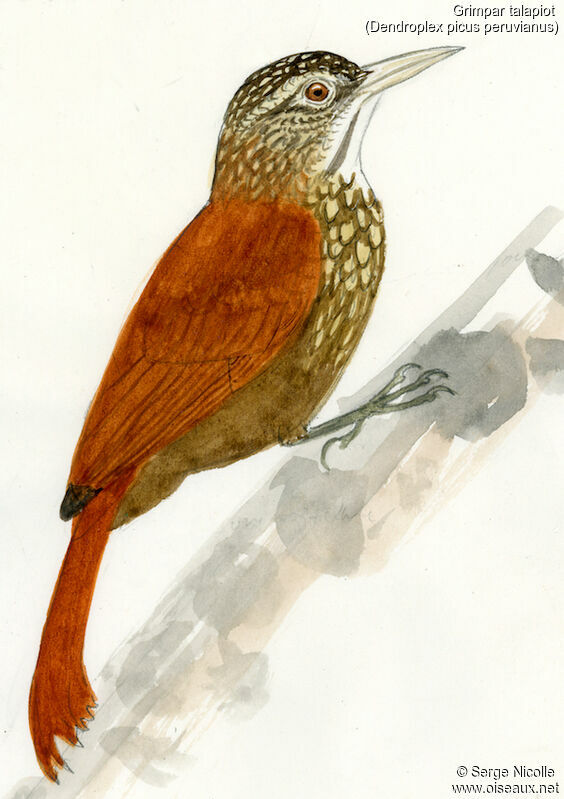 Straight-billed Woodcreeper, identification