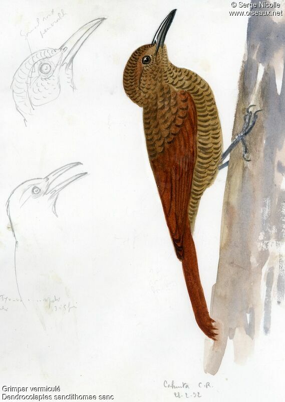 Northern Barred Woodcreeper, identification