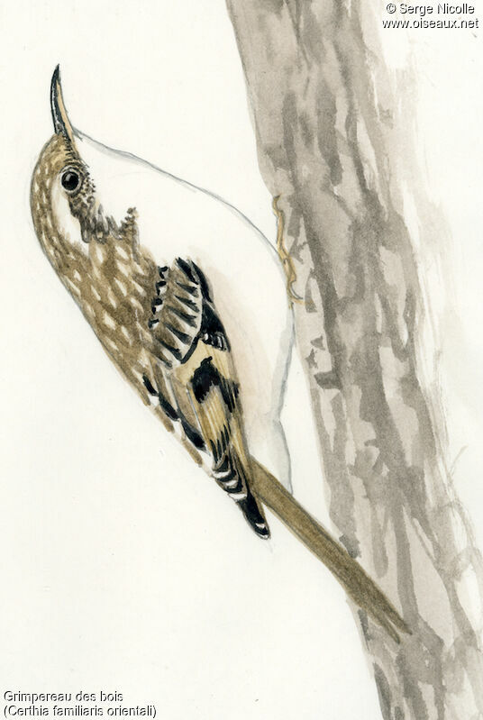 Eurasian Treecreeper, identification