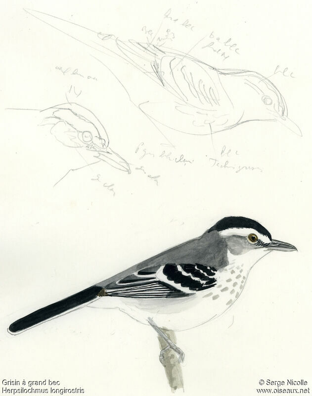 Large-billed Antwren, identification