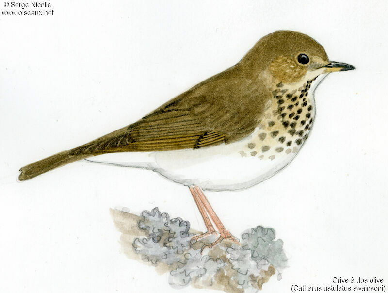 Swainson's Thrush, identification