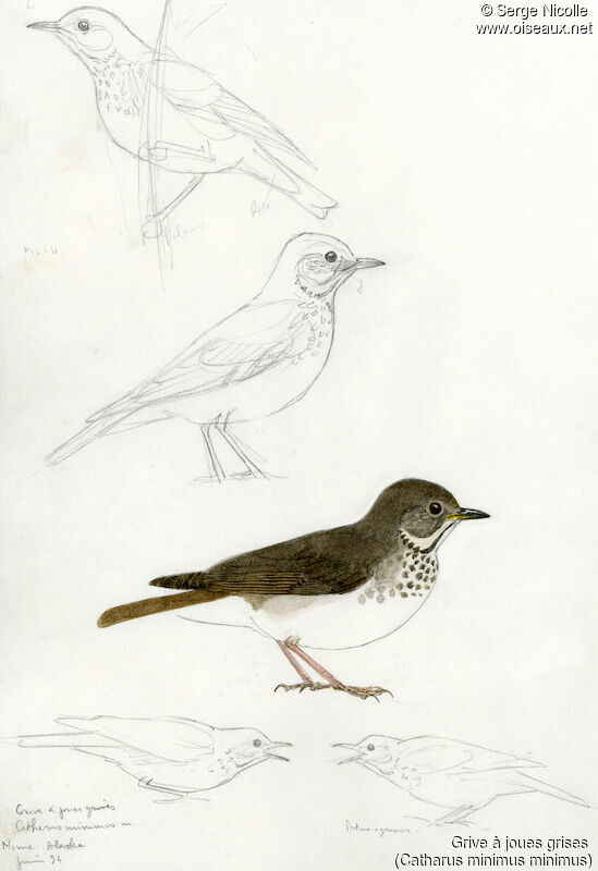 Grey-cheeked Thrush, identification