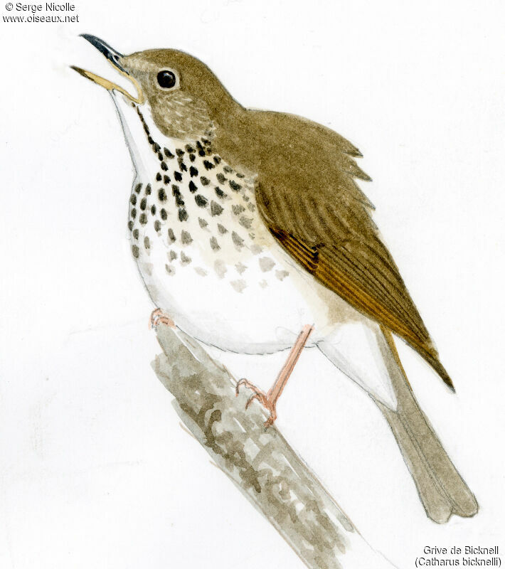 Bicknell's Thrush, identification