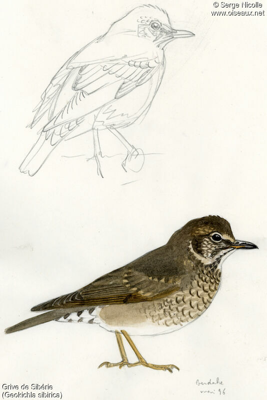 Siberian Thrush female, identification