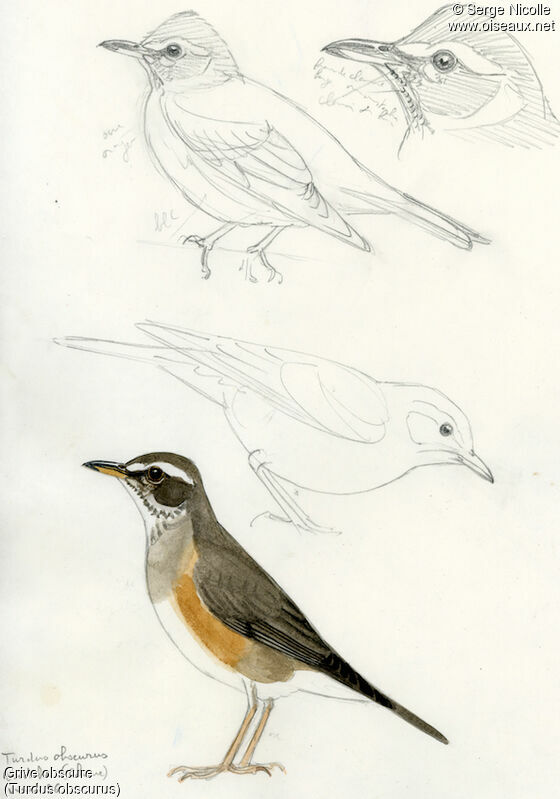 Eyebrowed Thrush, identification