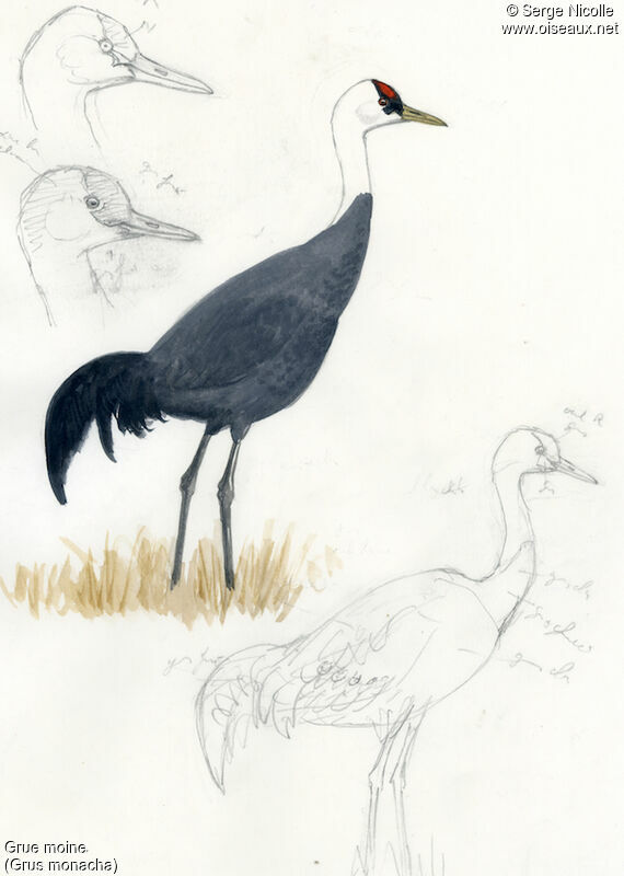 Hooded Crane, identification