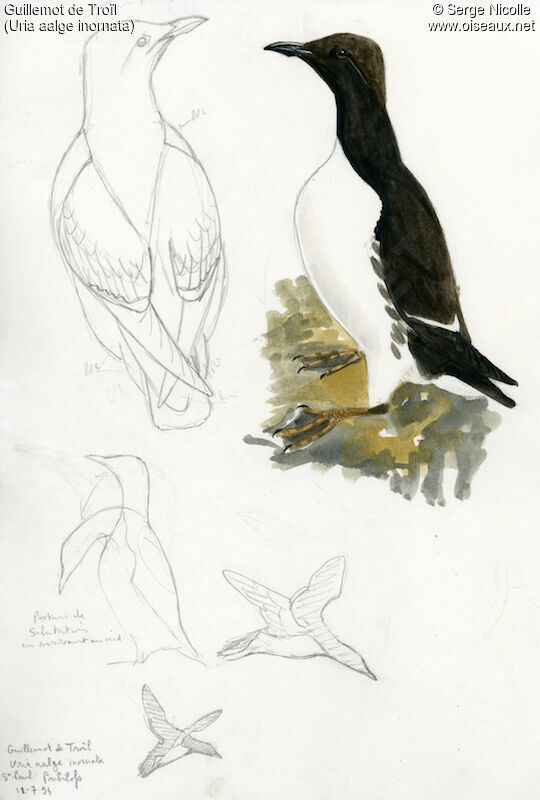 Common Murre, identification