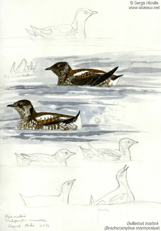 Marbled Murrelet, identification