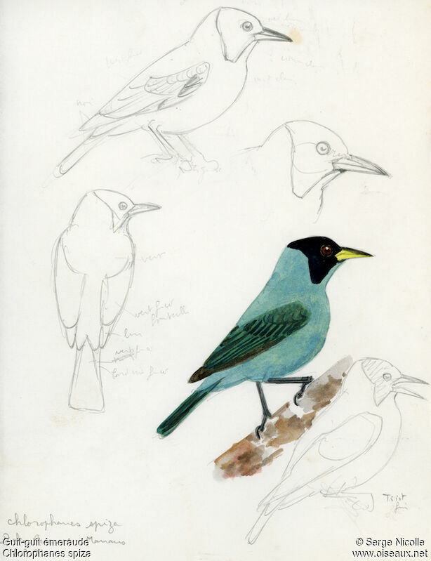 Green Honeycreeper, identification