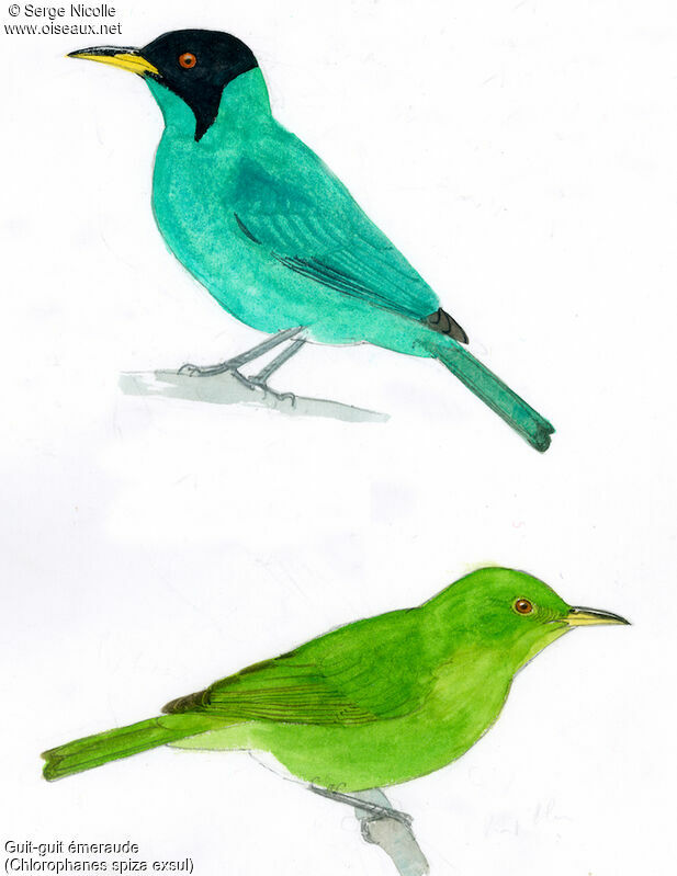 Green Honeycreeper , identification