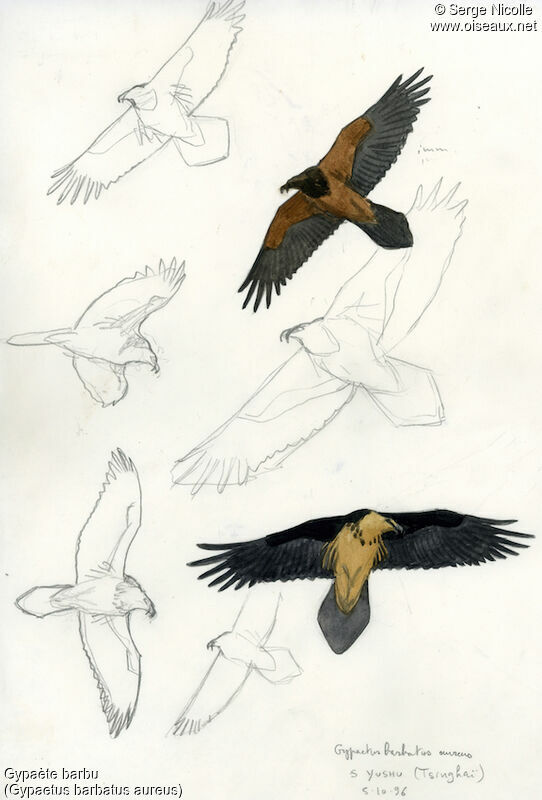 Bearded Vulture, identification