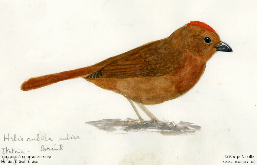 Red-crowned Ant Tanager