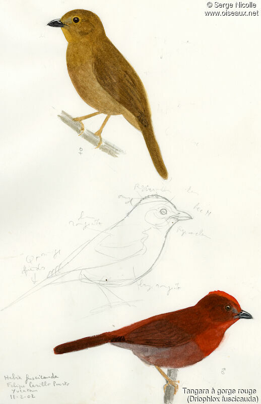Red-throated Ant Tanager