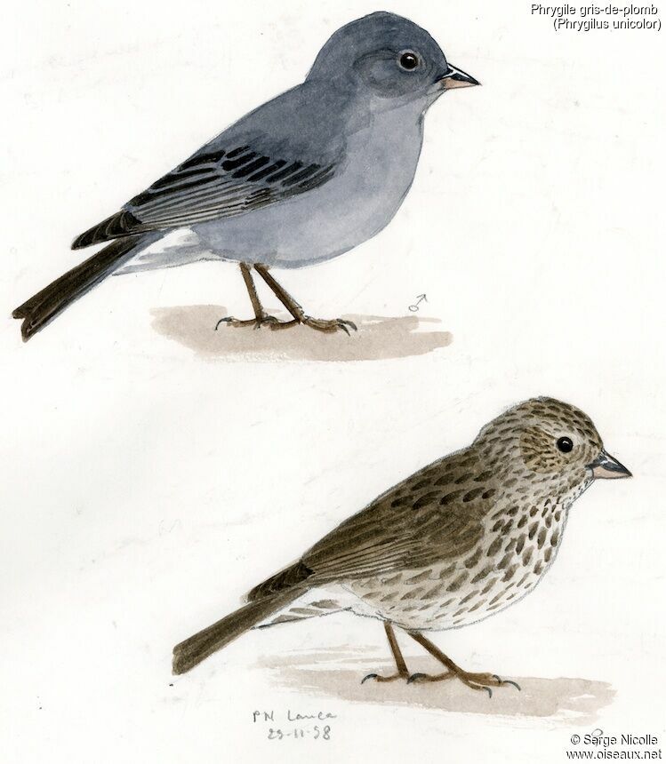 Haplospize gris-de-plomb