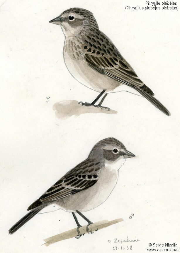 Ash-breasted Sierra Finch