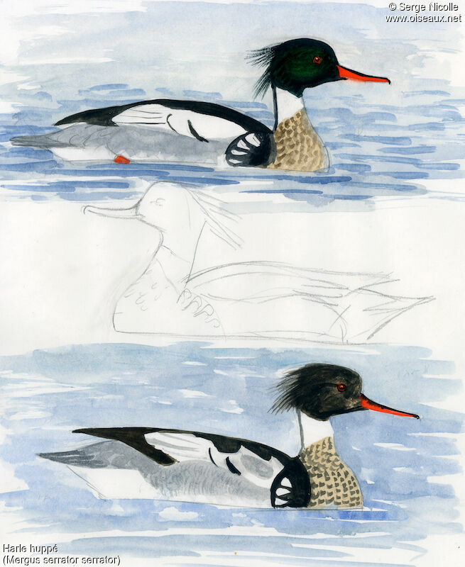 Red-breasted Merganser male, identification