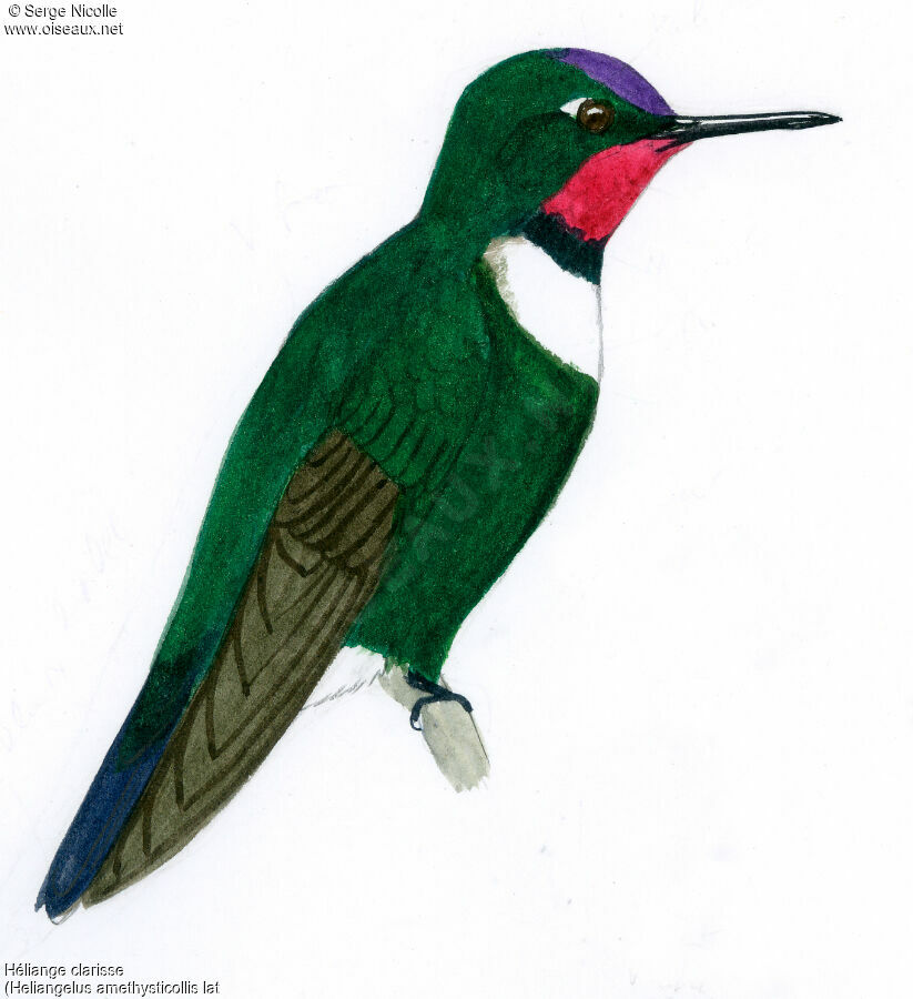 Amethyst-throated Sunangel