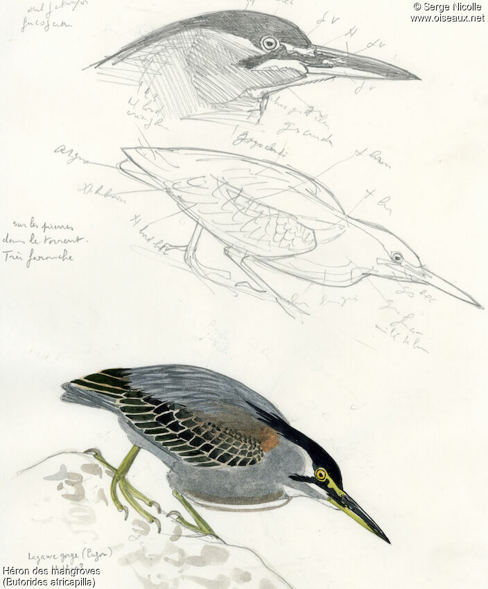 Héron des mangroves, identification