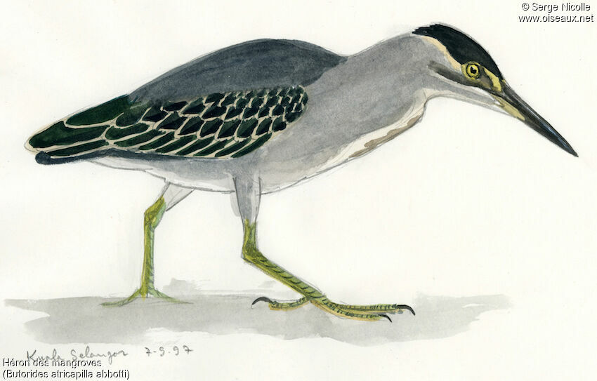 Héron des mangroves, identification
