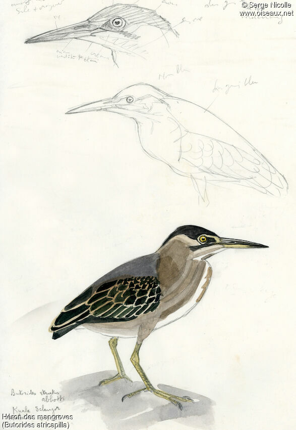 Héron des mangroves