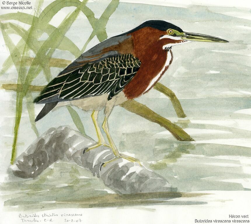 Green Heron