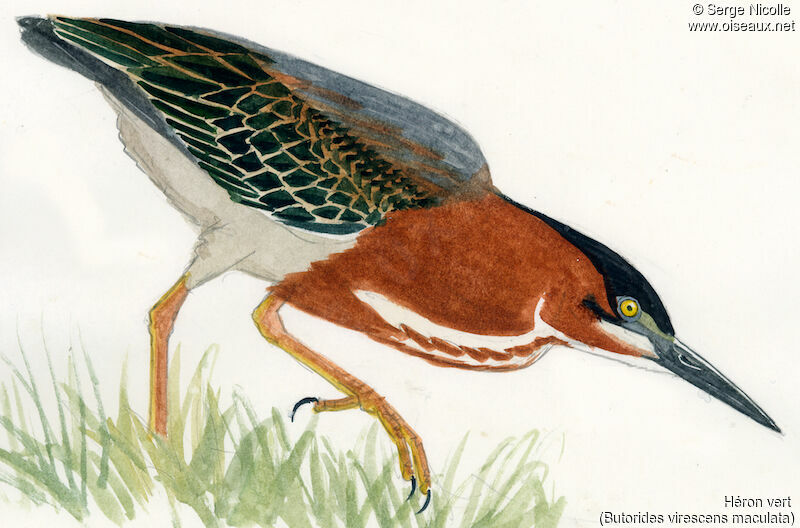 Green Heron