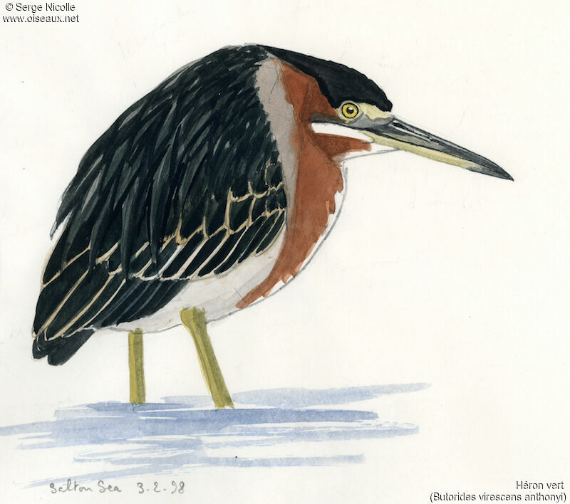 Green Heron