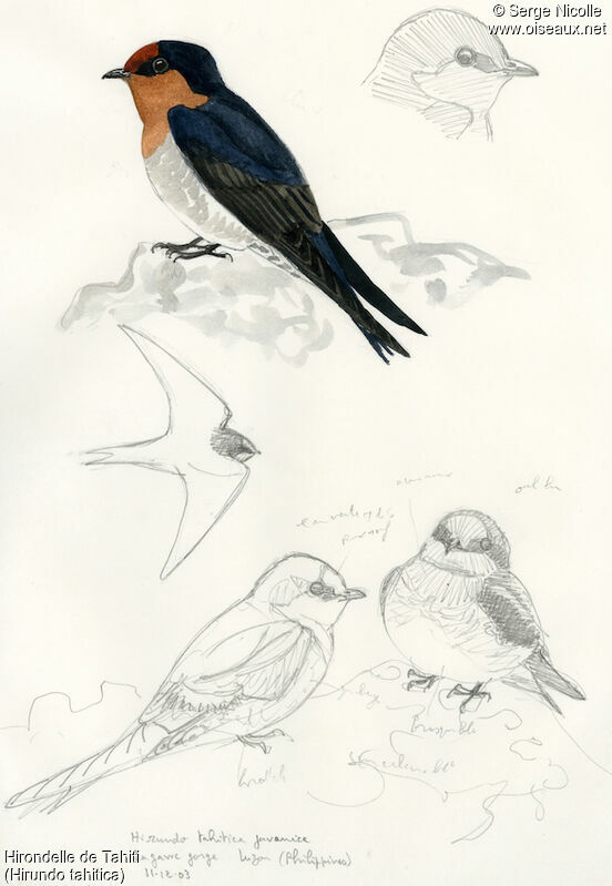 Pacific Swallow, identification