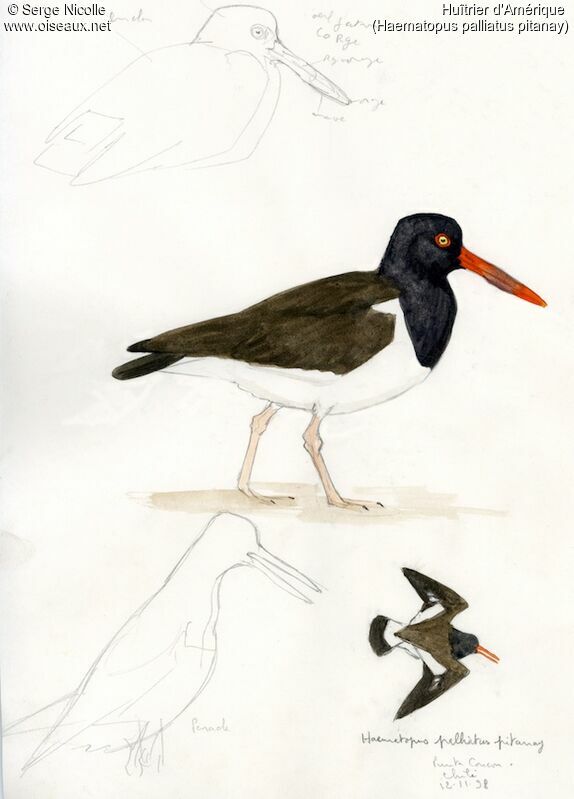 American Oystercatcher, identification