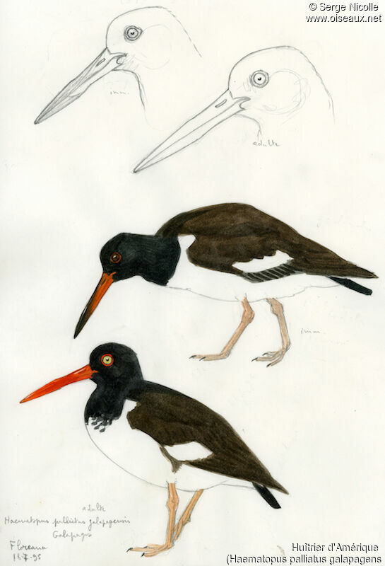 American Oystercatcher, identification