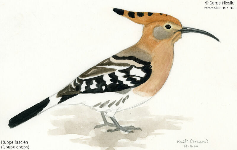 Eurasian Hoopoe, identification