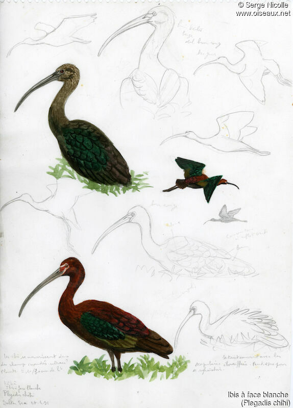 White-faced Ibis, identification