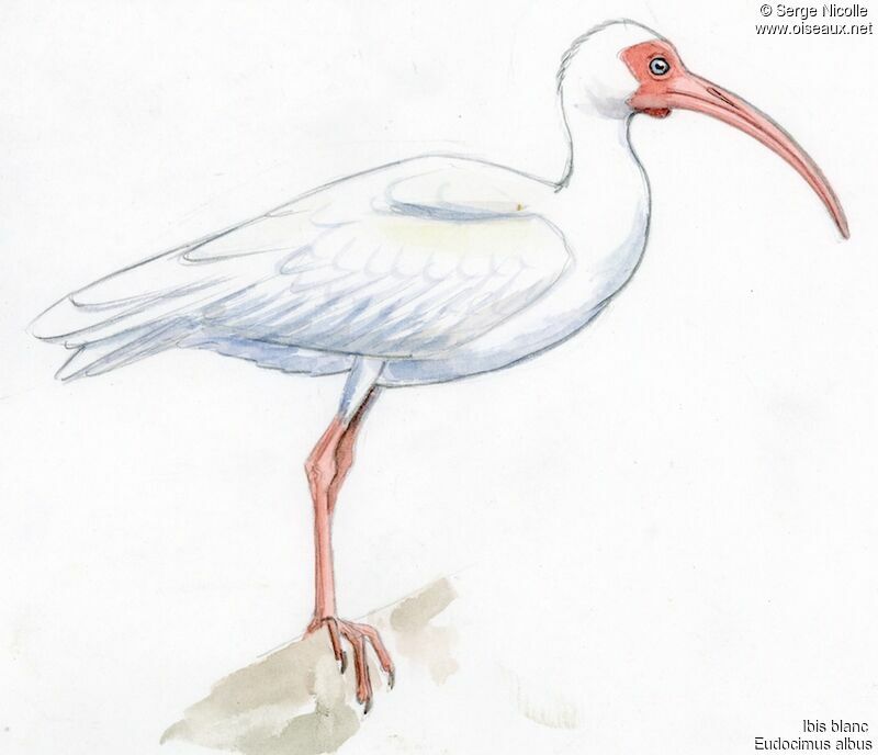 Ibis blanc, identification