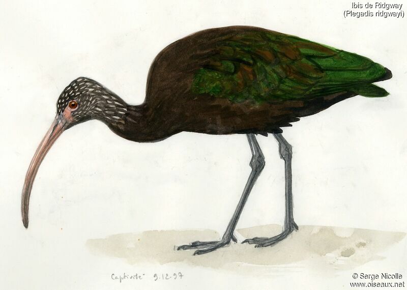 Puna Ibis, identification