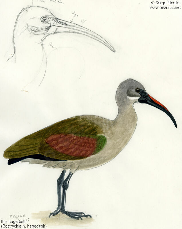 Hadada Ibis, identification