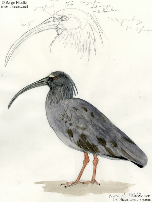 Plumbeous Ibis, identification