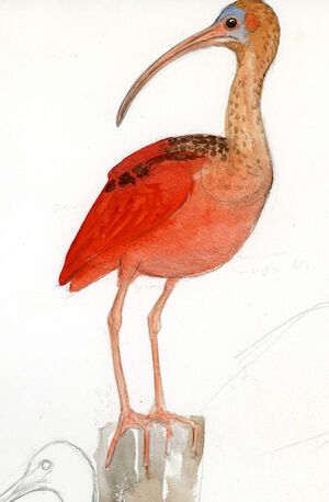 Ibis rouge