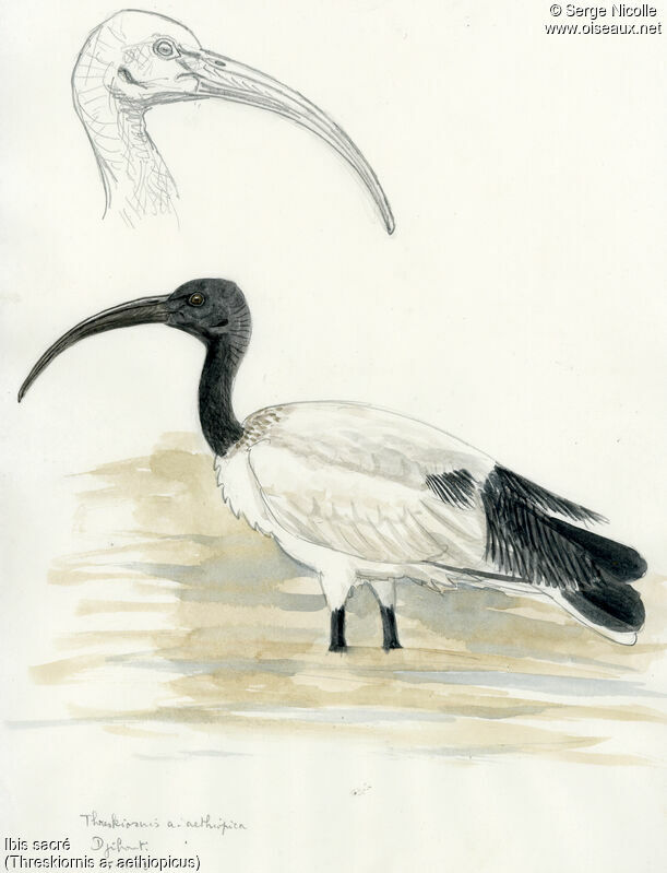 African Sacred Ibis, identification