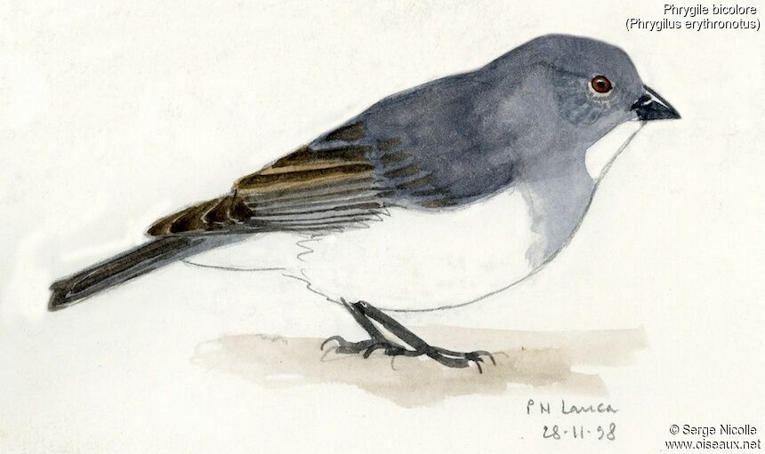 White-throated Sierra Finch