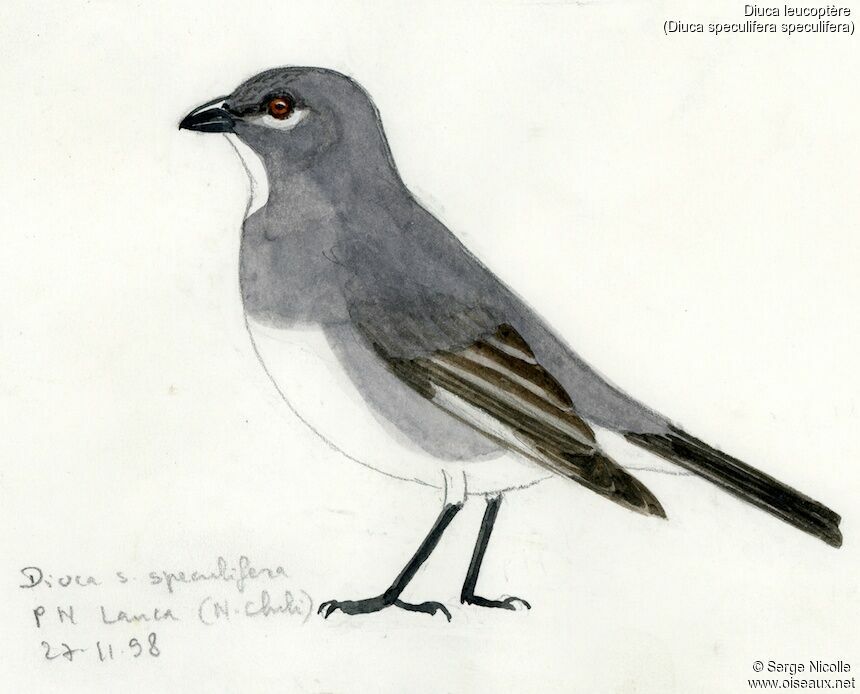 Glacier Finch