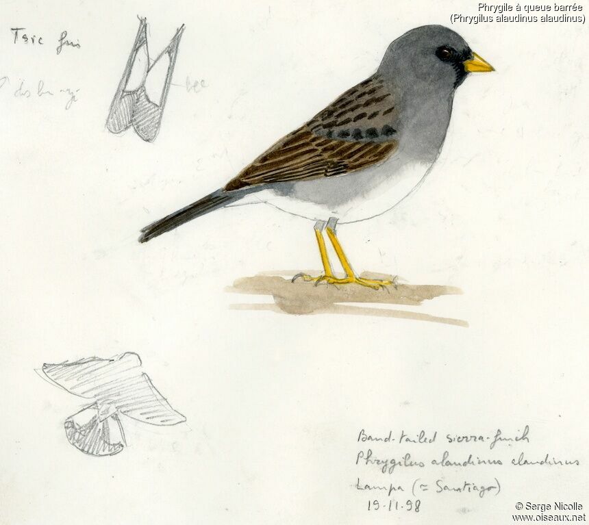 Band-tailed Sierra Finch