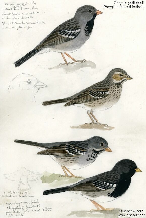 Mourning Sierra Finch