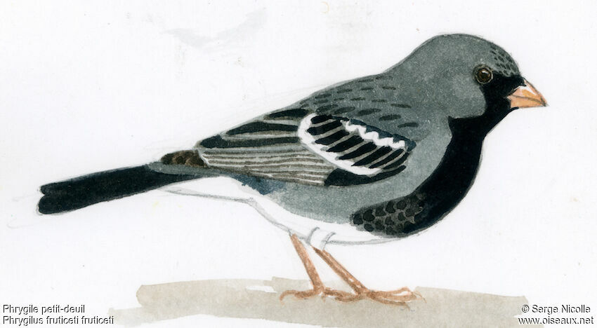 Mourning Sierra Finch