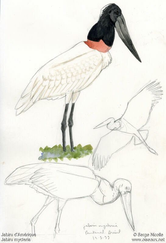 Jabiru d'Amérique, identification