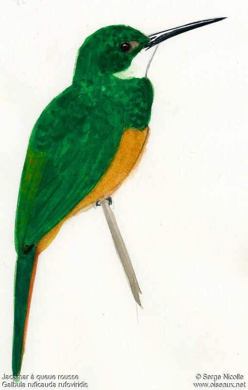 Rufous-tailed Jacamar, identification