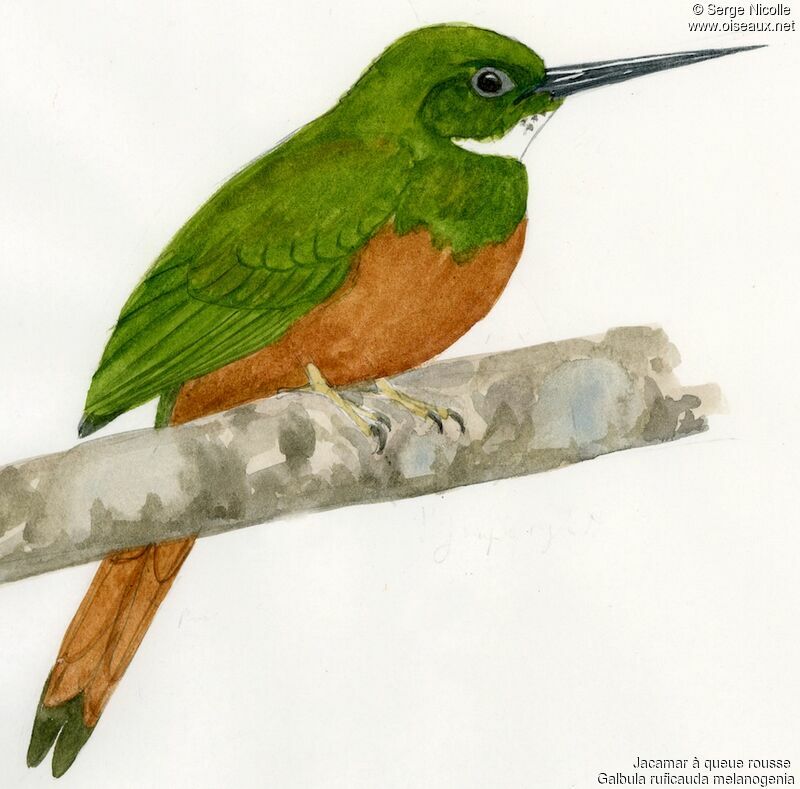 Rufous-tailed Jacamar, identification