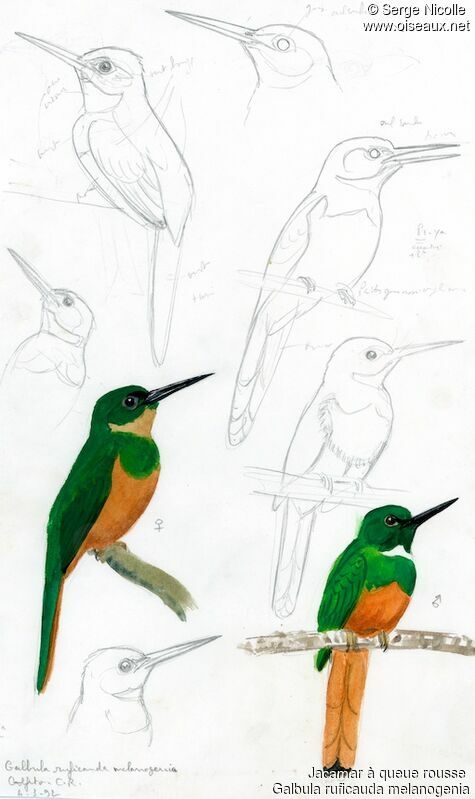 Rufous-tailed Jacamar , identification