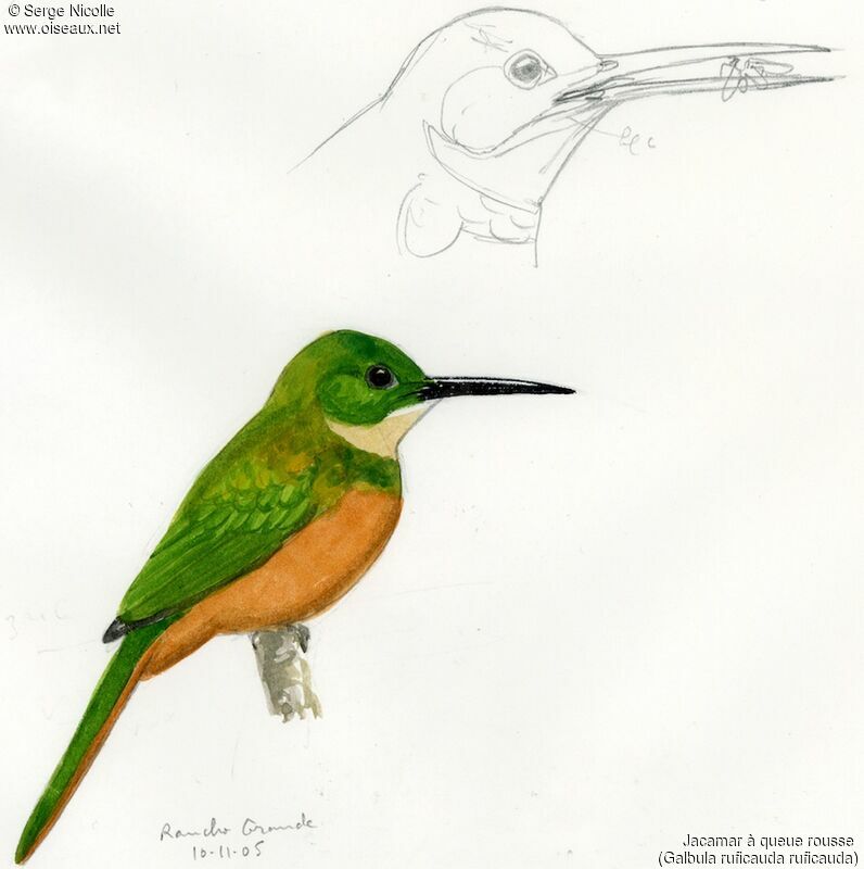 Rufous-tailed Jacamar, identification